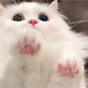 Avatar người dùng 3